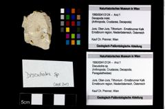 Foto (Objekt + Etikett) von Discutiolira sp.  (NHMW-GEO-1990-0041-3124)